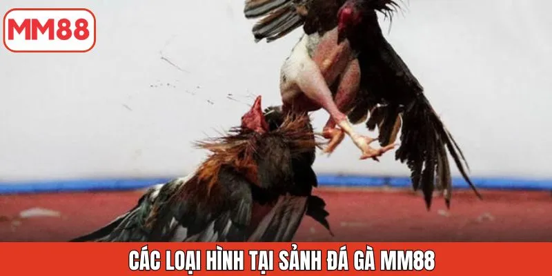 cac-loai-hinh-tai-sanh-da-ga-mm88