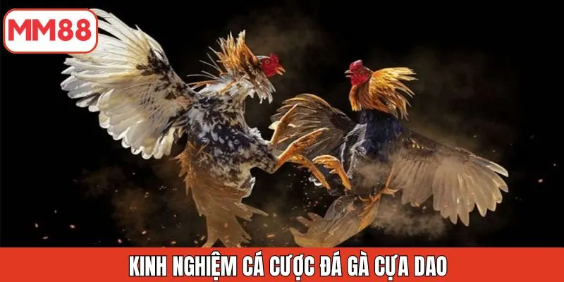 kinh-nghiem-ca-cuoc-da-ga-cua-dao