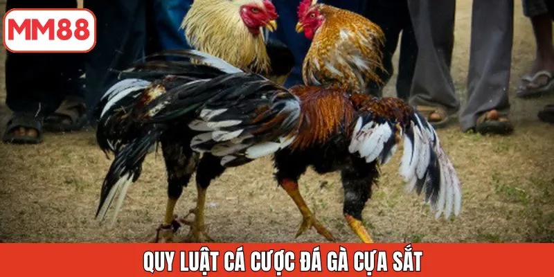 quy-luat-ca-cuoc-da-ga-cua-sat