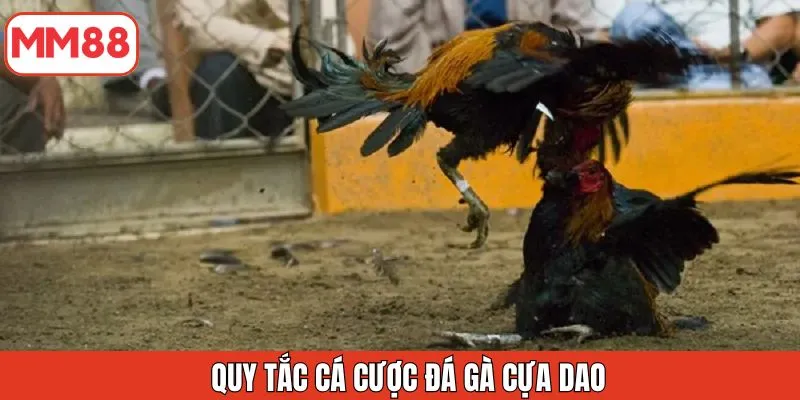 quy-tac-ca-cuoc-da-ga-cua-dao