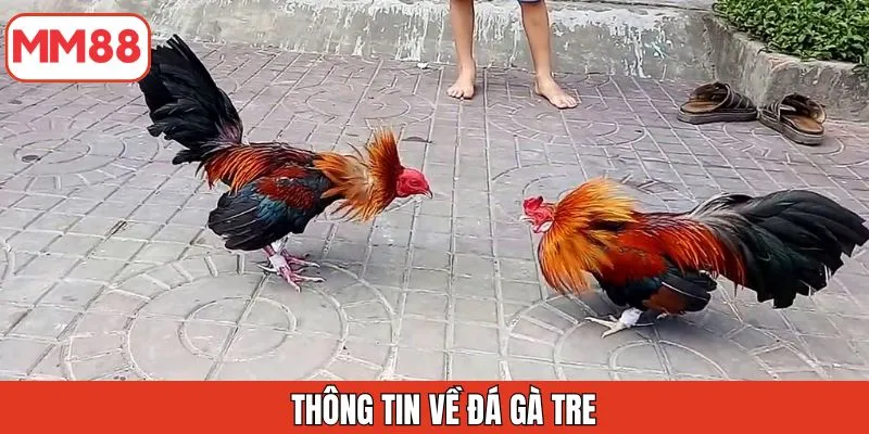 thong-tin-da-ga-tre