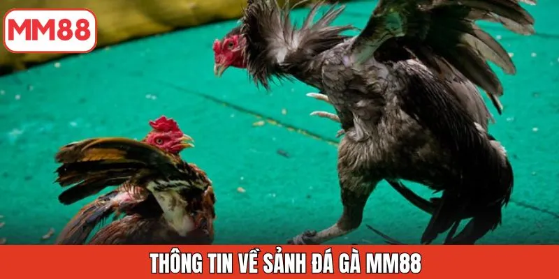 thong-tin-ve-sanh-da-ga-mm88