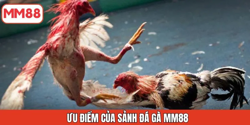 uu-diem-cua-sanh-da-ga-mm88